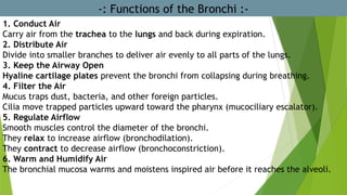 -: Functions of the Bronchi :-
1. Conduct Air
Carry air from the trachea to the lungs and back during expiration.
2. Distribute Air
Divide into smaller branches to deliver air evenly to all parts of the lungs.
3. Keep the Airway Open
Hyaline cartilage plates prevent the bronchi from collapsing during breathing.
4. Filter the Air
Mucus traps dust, bacteria, and other foreign particles.
Cilia move trapped particles upward toward the pharynx (mucociliary escalator).
5. Regulate Airflow
Smooth muscles control the diameter of the bronchi.
They relax to increase airflow (bronchodilation).
They contract to decrease airflow (bronchoconstriction).
6. Warm and Humidify Air
The bronchial mucosa warms and moistens inspired air before it reaches the alveoli.
 
