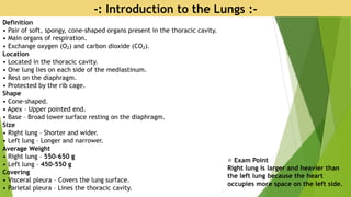 -: Introduction to the Lungs :-
Definition
• Pair of soft, spongy, cone-shaped organs present in the thoracic cavity.
• Main organs of respiration.
• Exchange oxygen (O ) and carbon dioxide (CO ).
₂ ₂
Location
• Located in the thoracic cavity.
• One lung lies on each side of the mediastinum.
• Rest on the diaphragm.
• Protected by the rib cage.
Shape
• Cone-shaped.
• Apex – Upper pointed end.
• Base – Broad lower surface resting on the diaphragm.
Size
• Right lung – Shorter and wider.
• Left lung – Longer and narrower.
Average Weight
• Right lung – 550–650 g
• Left lung – 450–550 g
Covering
• Visceral pleura – Covers the lung surface.
• Parietal pleura – Lines the thoracic cavity.
⭐ Exam Point
Right lung is larger and heavier than
the left lung because the heart
occupies more space on the left side.
 
