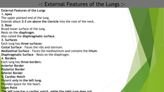 -: External Features of the Lungs :-
External Features of the Lungs
1. Apex
The upper pointed end of the lung.
Extends about 2–3 cm above the clavicle into the root of the neck.
2. Base
Broad lower surface of the lung.
Rests on the diaphragm.
Also called the diaphragmatic surface.
3. Surfaces
Each lung has three surfaces:
Costal Surface – Faces the ribs and sternum.
Mediastinal Surface – Faces the mediastinum and contains the hilum.
Diaphragmatic Surface – Rests on the diaphragm.
4. Borders
Each lung has three borders:
Anterior Border
Posterior Border
Inferior Border
5. Cardiac Notch
Present only in the left lung.
Provides space for the heart.
Exam Point
 