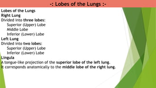 -: Lobes of the Lungs :-
Lobes of the Lungs
Right Lung
Divided into three lobes:
Superior (Upper) Lobe
Middle Lobe
Inferior (Lower) Lobe
Left Lung
Divided into two lobes:
Superior (Upper) Lobe
Inferior (Lower) Lobe
Lingula
A tongue-like projection of the superior lobe of the left lung.
It corresponds anatomically to the middle lobe of the right lung.
 