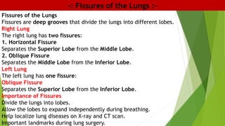 -: Fissures of the Lungs :-
Fissures of the Lungs
Fissures are deep grooves that divide the lungs into different lobes.
Right Lung
The right lung has two fissures:
1. Horizontal Fissure
Separates the Superior Lobe from the Middle Lobe.
2. Oblique Fissure
Separates the Middle Lobe from the Inferior Lobe.
Left Lung
The left lung has one fissure:
Oblique Fissure
Separates the Superior Lobe from the Inferior Lobe.
Importance of Fissures
Divide the lungs into lobes.
Allow the lobes to expand independently during breathing.
Help localize lung diseases on X-ray and CT scan.
Important landmarks during lung surgery.
 