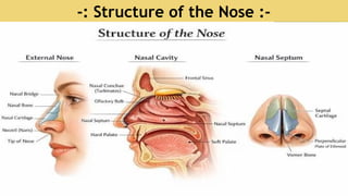-: Structure of the Nose :-
 