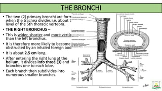 THE RESPIRATORY SYSTEM-New.pptx