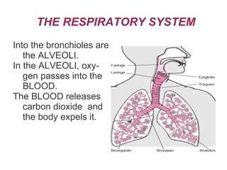 This function is carried out by the respiratory system. 