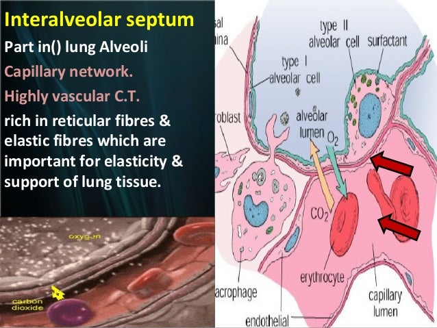 The respiratory system (2)