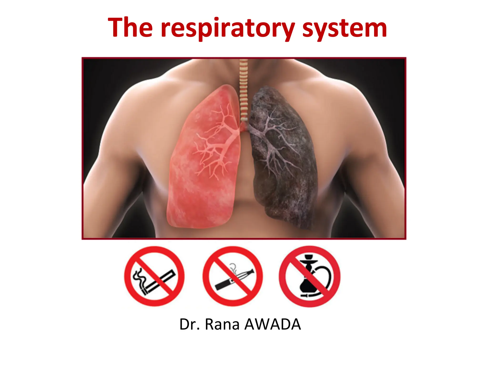 The respiratory system
Dr. Rana AWADA
 