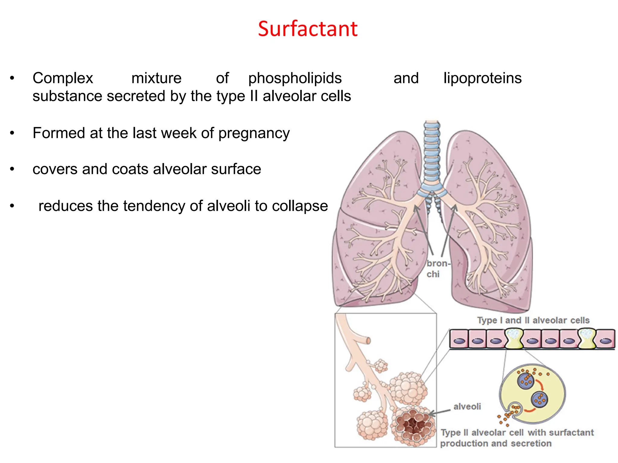 Surfactant
• Complex mixture of phospholipids and lipoproteins
substance secreted by the type II alveolar cells
• Formed at the last week of pregnancy
• covers and coats alveolar surface
• reduces the tendency of alveoli to collapse
 