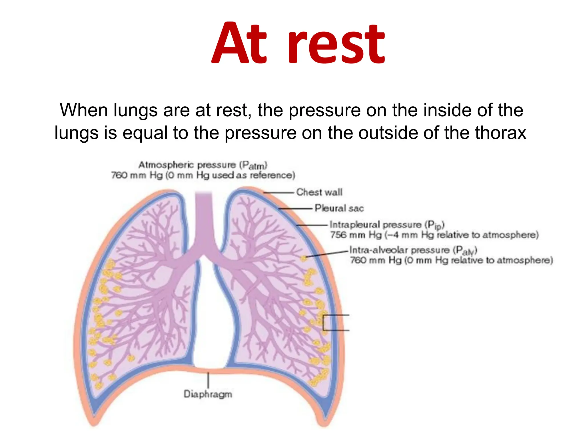 At rest
When lungs are at rest, the pressure on the inside of the
lungs is equal to the pressure on the outside of the thorax
 