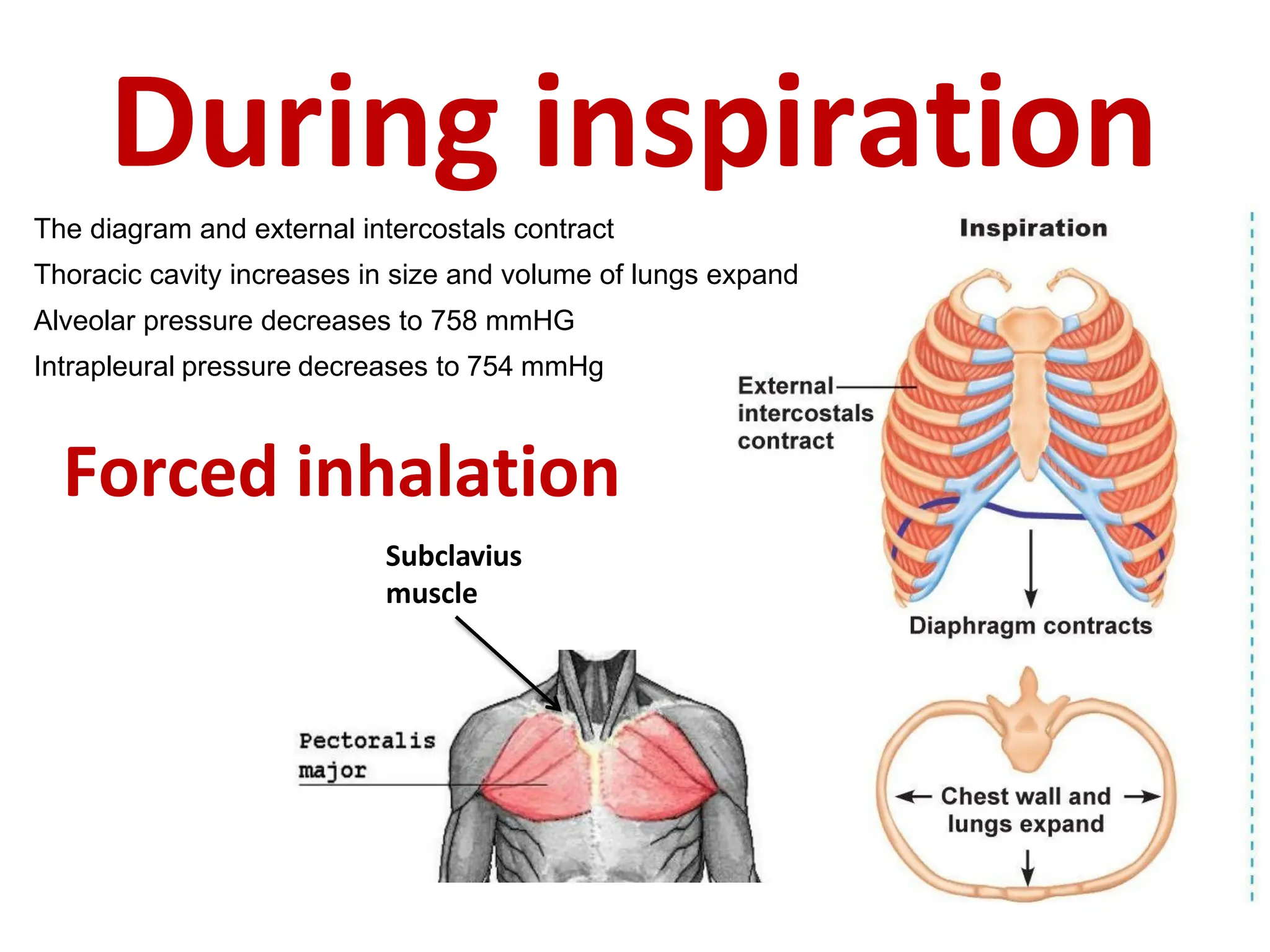 During inspiration
The diagram and external intercostals contract
Thoracic cavity increases in size and volume of lungs expand
Alveolar pressure decreases to 758 mmHG
Intrapleural pressure decreases to 754 mmHg
Subclavius
muscle
Forced inhalation
 