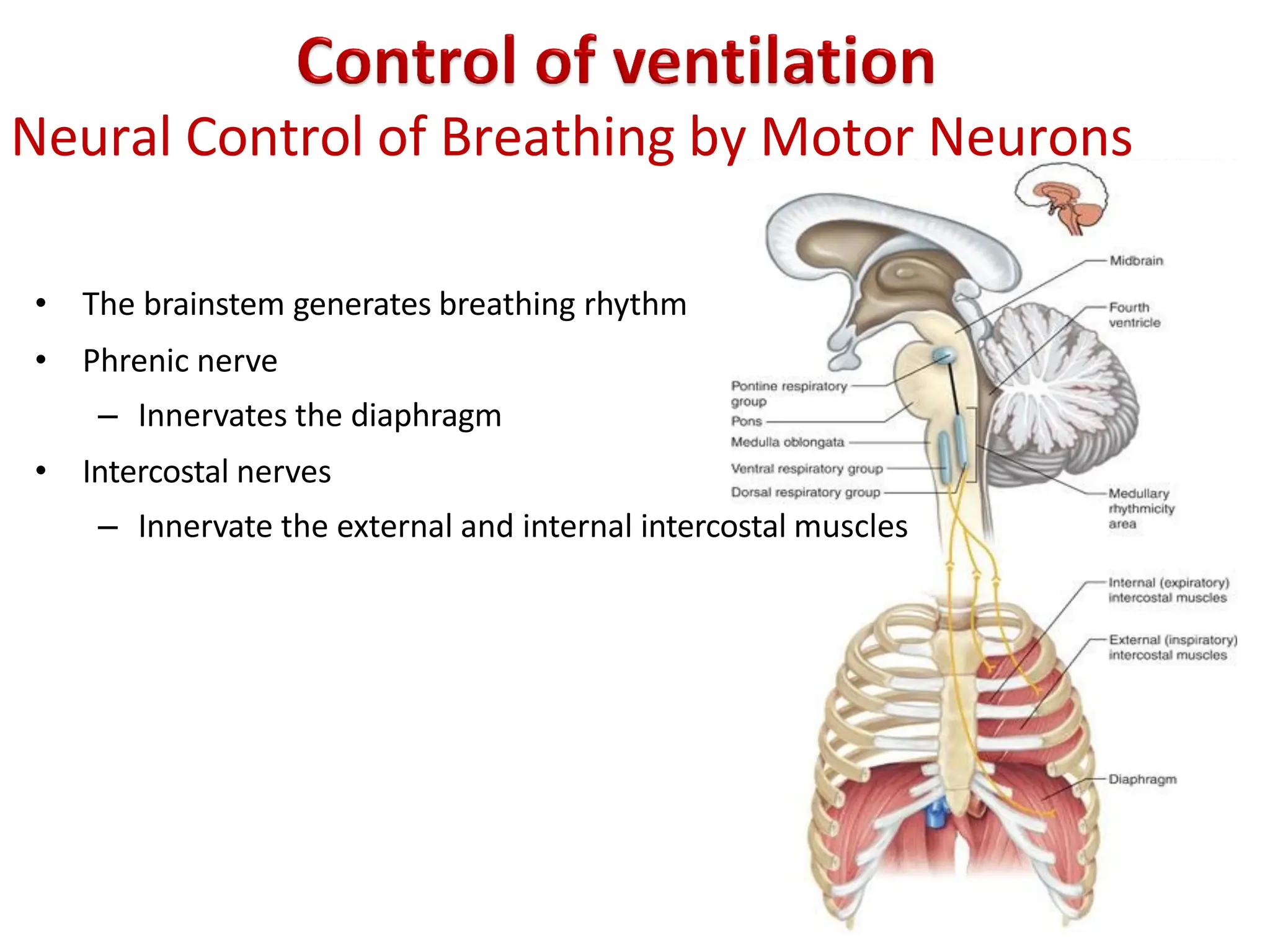 Neural Control of Breathing by Motor Neurons
• The brainstem generates breathing rhythm
• Phrenic nerve
– Innervates the diaphragm
• Intercostal nerves
– Innervate the external and internal intercostal muscles
 