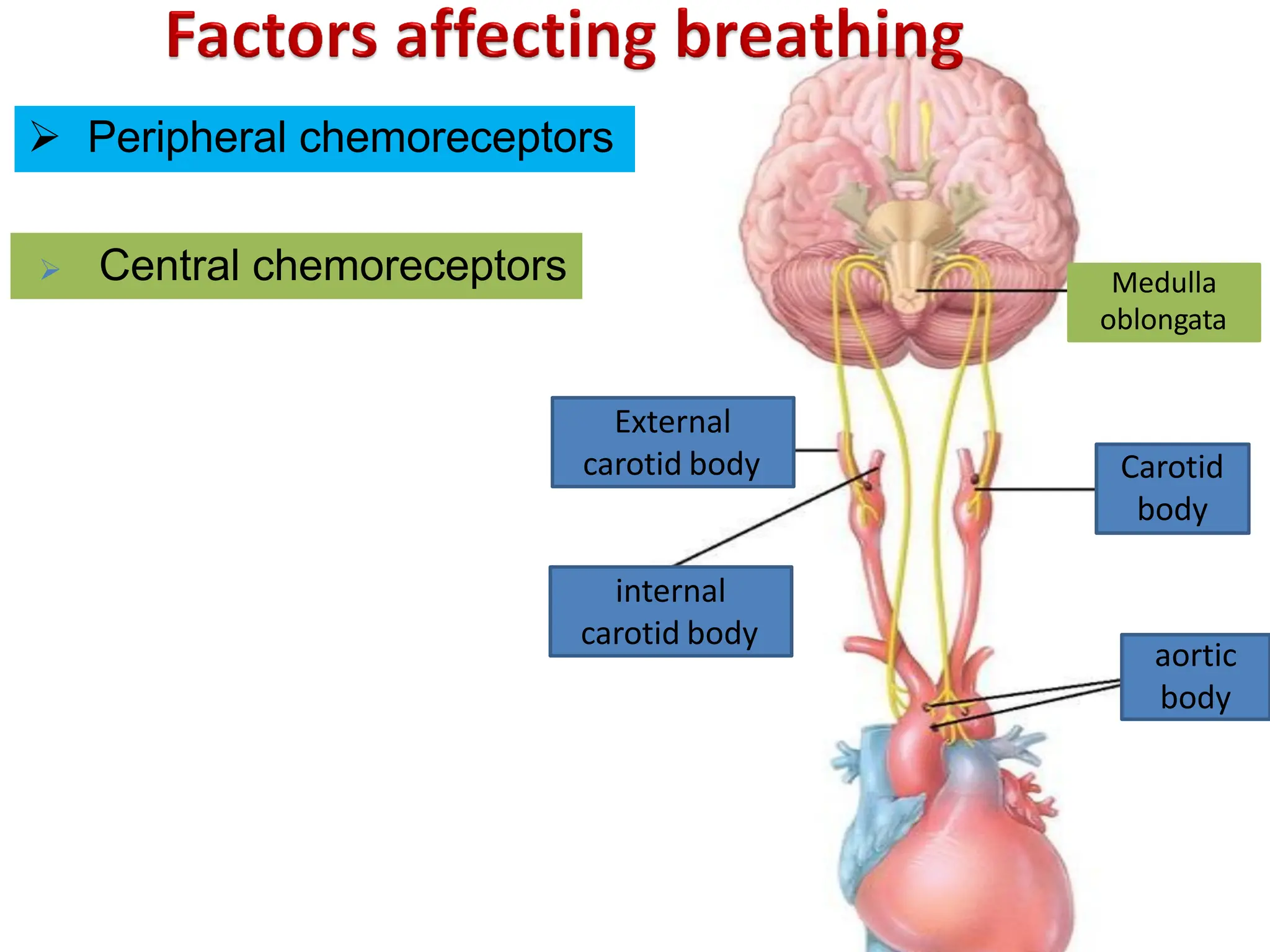 External
carotid body
internal
carotid body
aortic
body
Carotid
body
Medulla
oblongata
Ø Peripheral chemoreceptors
Ø Central chemoreceptors
 