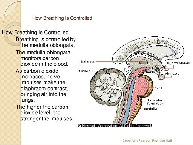 The respiratory system by sujeet