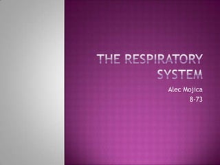 The Respiratory System Alec Mojica  8-73 