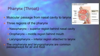  Muscular passage from nasal cavity to larynx
 Three regions of the pharynx
 Nasopharynx – superior region behind nasal cavity
 Oropharynx – middle region behind mouth
 Laryngopharynx – inferior region attached to larynx
 The oropharynx and laryngopharynx are common
passageways for air and food
Pharynx (Throat)
 