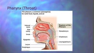 Pharynx (Throat)
 