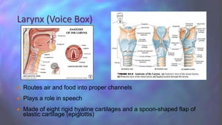  Routes air and food into proper channels
 Plays a role in speech
 Made of eight rigid hyaline cartilages and a spoon-shaped flap of
elastic cartilage (epiglottis)
Larynx (Voice Box)
 