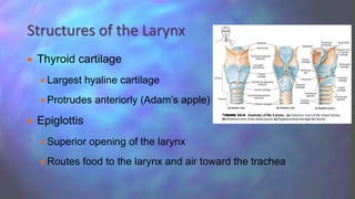  Thyroid cartilage
 Largest hyaline cartilage
 Protrudes anteriorly (Adam’s apple)
 Epiglottis
 Superior opening of the larynx
 Routes food to the larynx and air toward the trachea
Structures of the Larynx
 