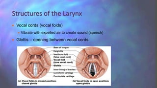  Vocal cords (vocal folds)
 Vibrate with expelled air to create sound (speech)
 Glottis – opening between vocal cords
Structures of the Larynx
 