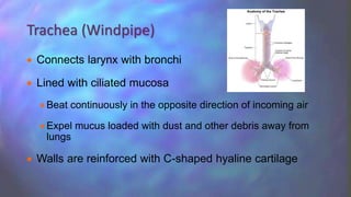  Connects larynx with bronchi
 Lined with ciliated mucosa
 Beat continuously in the opposite direction of incoming air
 Expel mucus loaded with dust and other debris away from
lungs
 Walls are reinforced with C-shaped hyaline cartilage
Trachea (Windpipe)
 