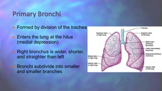  Formed by division of the trachea
 Enters the lung at the hilus
(medial depression)
 Right bronchus is wider, shorter,
and straighter than left
 Bronchi subdivide into smaller
and smaller branches
Primary Bronchi
 