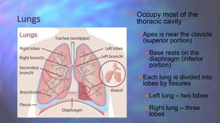  Occupy most of the
thoracic cavity
 Apex is near the clavicle
(superior portion)
 Base rests on the
diaphragm (inferior
portion)
 Each lung is divided into
lobes by fissures
 Left lung – two lobes
 Right lung – three
lobes
Lungs
 