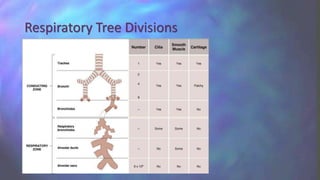 Respiratory Tree Divisions
 
