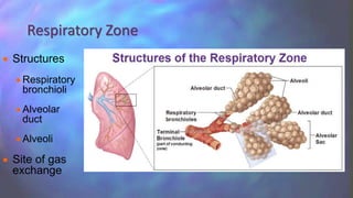  Structures
 Respiratory
bronchioli
 Alveolar
duct
 Alveoli
 Site of gas
exchange
Respiratory Zone
 