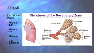  Structure of
alveoli
 Alveolar
duct
 Alveolar
sac
 Alveolus
 Gas
exchange
Alveoli
 
