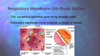  Thin squamous epithelial layer lining alveolar walls
 Pulmonary capillaries cover external surfaces of alveoli
Respiratory Membrane (Air-Blood Barrier)
 