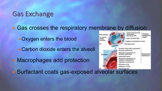  Gas crosses the respiratory membrane by diffusion
Oxygen enters the blood
Carbon dioxide enters the alveoli
 Macrophages add protection
 Surfactant coats gas-exposed alveolar surfaces
Gas Exchange
 