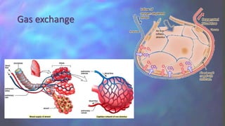 Gas exchange
 