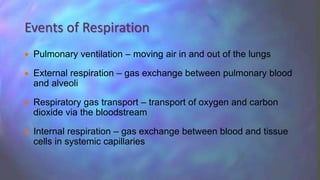  Pulmonary ventilation – moving air in and out of the lungs
 External respiration – gas exchange between pulmonary blood
and alveoli
 Respiratory gas transport – transport of oxygen and carbon
dioxide via the bloodstream
 Internal respiration – gas exchange between blood and tissue
cells in systemic capillaries
Events of Respiration
 