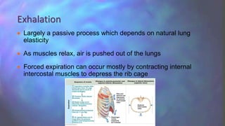  Largely a passive process which depends on natural lung
elasticity
 As muscles relax, air is pushed out of the lungs
 Forced expiration can occur mostly by contracting internal
intercostal muscles to depress the rib cage
Exhalation
 