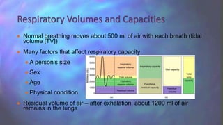  Normal breathing moves about 500 ml of air with each breath (tidal
volume [TV])
 Many factors that affect respiratory capacity
 A person’s size
 Sex
 Age
 Physical condition
 Residual volume of air – after exhalation, about 1200 ml of air
remains in the lungs
Respiratory Volumes and Capacities
 