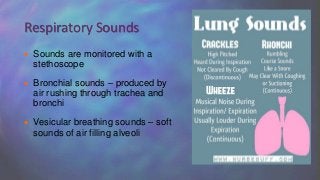  Sounds are monitored with a
stethoscope
 Bronchial sounds – produced by
air rushing through trachea and
bronchi
 Vesicular breathing sounds – soft
sounds of air filling alveoli
Respiratory Sounds
 