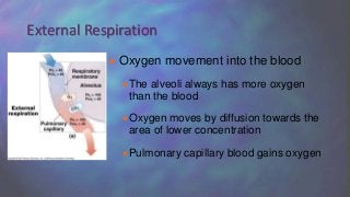  Oxygen movement into the blood
The alveoli always has more oxygen
than the blood
Oxygen moves by diffusion towards the
area of lower concentration
Pulmonary capillary blood gains oxygen
External Respiration
 
