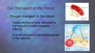  Oxygen transport in the blood
Inside red blood cells attached to
hemoglobin (oxyhemoglobin
[HbO2])
A small amount is carried dissolved
in the plasma
Gas Transport in the Blood
 