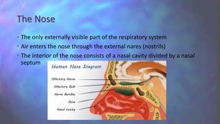 The Nose
• The only externally visible part of the respiratory system
• Air enters the nose through the external nares (nostrils)
• The interior of the nose consists of a nasal cavity divided by a nasal
septum
 