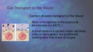  Carbon dioxide transport in the blood
Most is transported in the plasma as
bicarbonate ion (HCO3
–)
A small amount is carried inside red blood
cells on hemoglobin, but at different
binding sites than those of oxygen
Gas Transport in the Blood
 