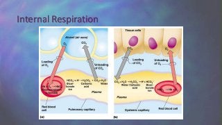 Internal Respiration
 