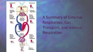 A Summary of External
Respiration, Gas
Transport, and Internal
Respiration
 