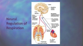 Neural
Regulation of
Respiration
 