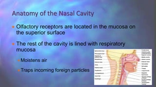  Olfactory receptors are located in the mucosa on
the superior surface
 The rest of the cavity is lined with respiratory
mucosa
Moistens air
Traps incoming foreign particles
Anatomy of the Nasal Cavity
 