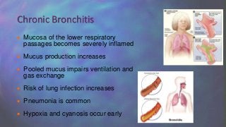  Mucosa of the lower respiratory
passages becomes severely inflamed
 Mucus production increases
 Pooled mucus impairs ventilation and
gas exchange
 Risk of lung infection increases
 Pneumonia is common
 Hypoxia and cyanosis occur early
Chronic Bronchitis
 