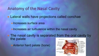  Lateral walls have projections called conchae
Increases surface area
Increases air turbulence within the nasal cavity
 The nasal cavity is separated from the oral cavity by
the palate
Anterior hard palate (bone)
Anatomy of the Nasal Cavity
 