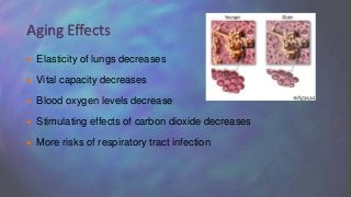  Elasticity of lungs decreases
 Vital capacity decreases
 Blood oxygen levels decrease
 Stimulating effects of carbon dioxide decreases
 More risks of respiratory tract infection
Aging Effects
 