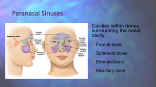  Cavities within bones
surrounding the nasal
cavity
 Frontal bone
 Sphenoid bone
 Ethmoid bone
 Maxillary bone
Paranasal Sinuses
 