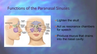 Lighten the skull
Act as resonance chambers
for speech
Produce mucus that drains
into the nasal cavity
Functions of the Paranasal Sinuses
 