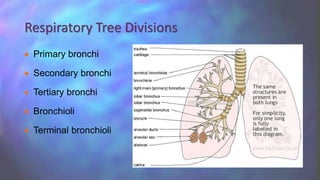 Respiratory Tree Divisions
 
