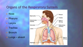  Nose
 Pharynx
 Larynx
 Trachea
 Bronchi
 Lungs – alveoli
Organs of the Respiratory System
 